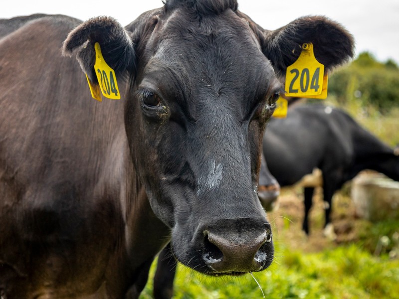 Udderly Organic Chocky