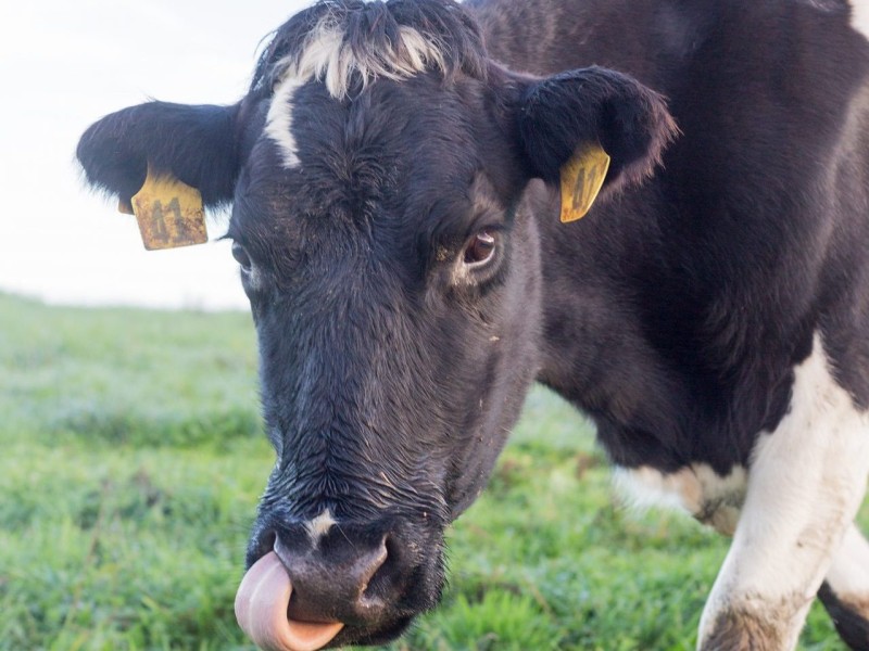 Udderly Organic Levin Milk 54 e1722466593164