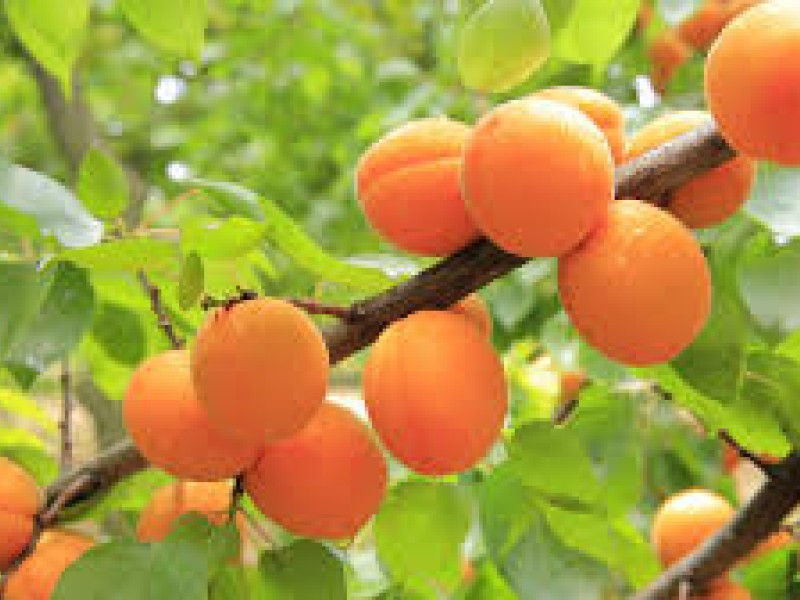 apricots