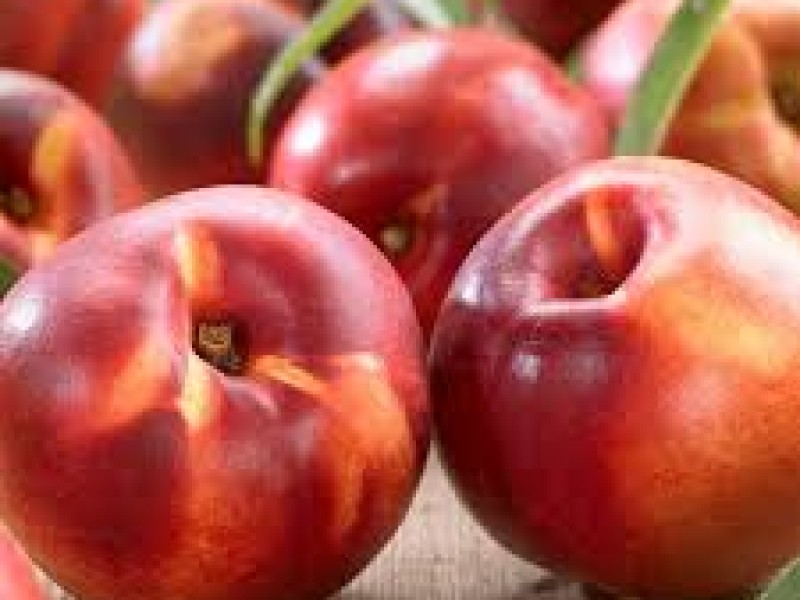 nectarines
